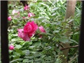 ruže cvjet1